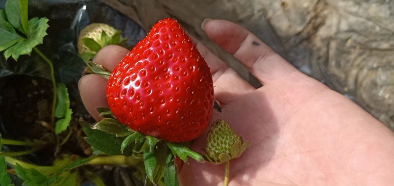 河北唐山草莓大量上市