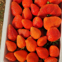 草莓甜宝红颜香野
