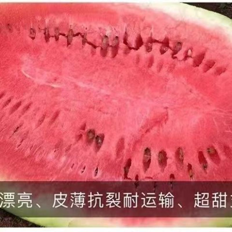 中科茂华蔬菜瓜果种子中科蜜麒麟西瓜种子麒麟8424中心含