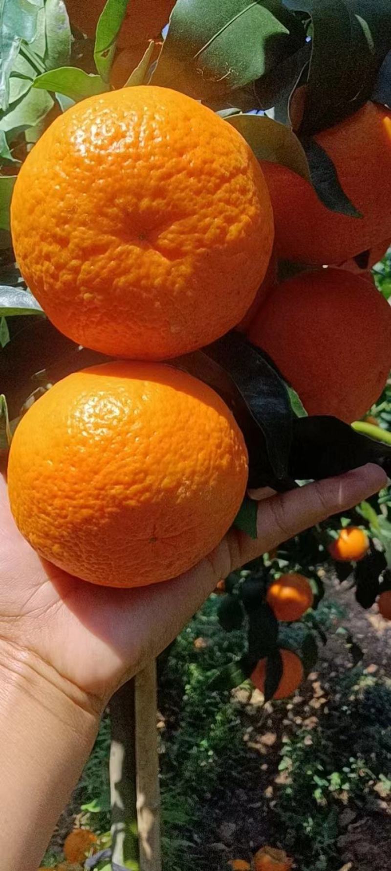 云南水果