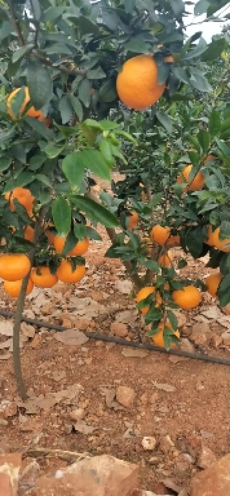 云南水果