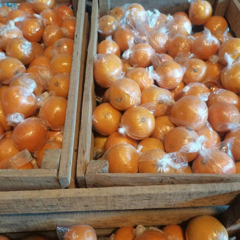 【精品】椪柑大量上市中产地直发量大价优欢迎采购