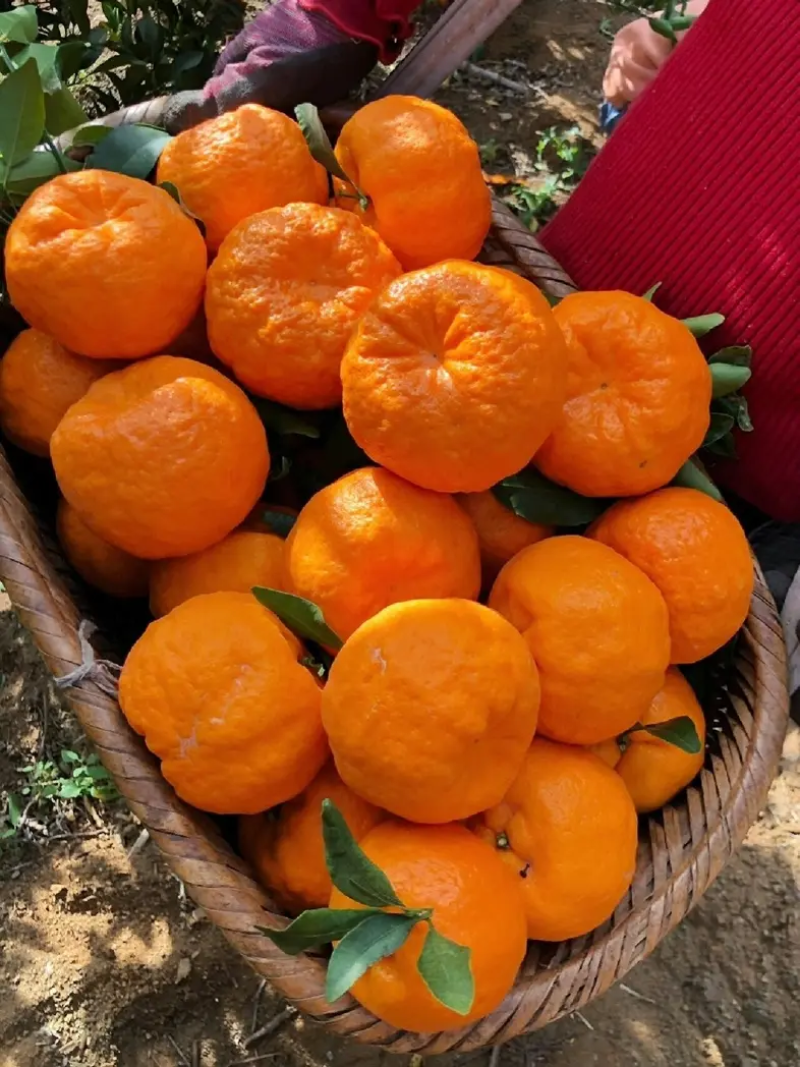 【精品】椪柑大量上市中产地直发量大价优欢迎采购