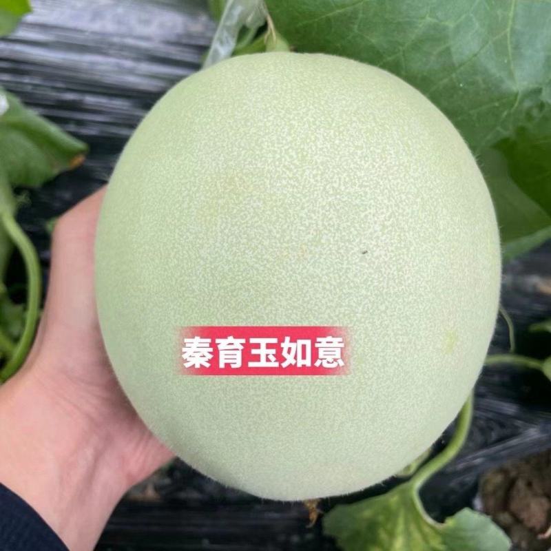 玉如意正圆玉菇甜瓜种子薄皮杂交甜瓜种籽抗病白皮绿肉质脆大