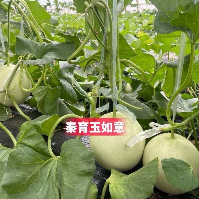 玉如意正圆玉菇甜瓜种子薄皮杂交甜瓜种籽抗病白皮绿肉质脆大