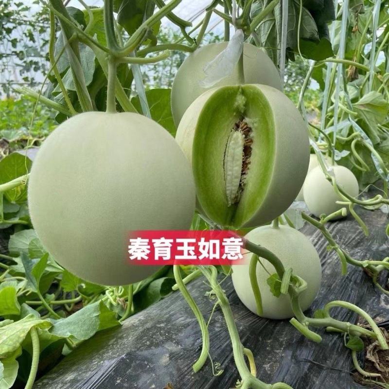 玉如意正圆玉菇甜瓜种子薄皮杂交甜瓜种籽抗病白皮绿肉质脆大