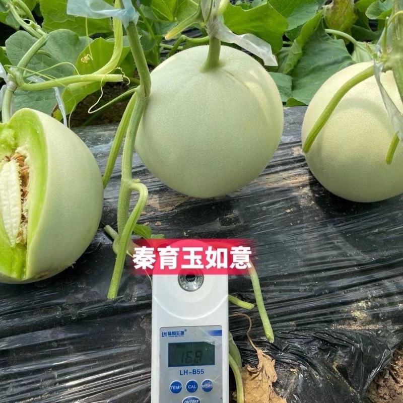 玉如意正圆玉菇甜瓜种子薄皮杂交甜瓜种籽抗病白皮绿肉质脆大