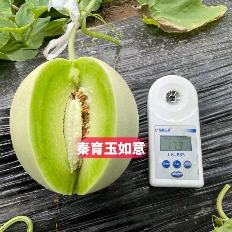 玉如意正圆玉菇甜瓜种子薄皮杂交甜瓜种籽抗病白皮绿肉质脆大
