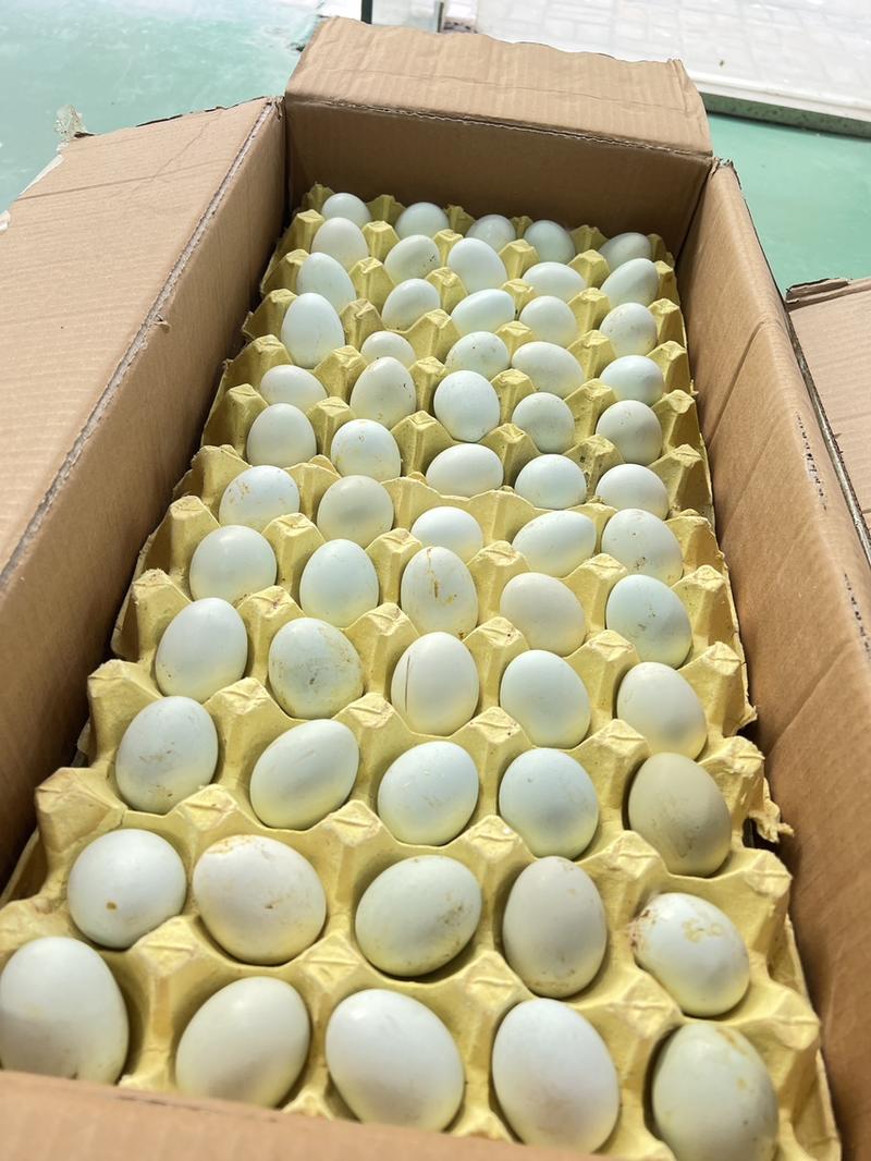 [一件代发]乌鸡蛋农家散养绿壳土鸡蛋乌鸡蛋30枚绿壳鸡蛋