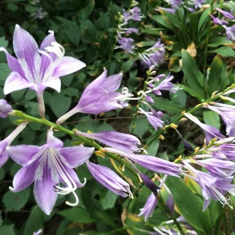 玉簪种子耐寒耐阴多年生玉春棒白鹤花玉泡花白玉簪种孑种花卉
