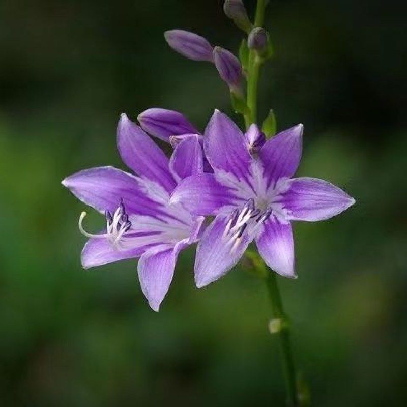 玉簪种子耐寒耐阴多年生玉春棒白鹤花玉泡花白玉簪种孑种花卉