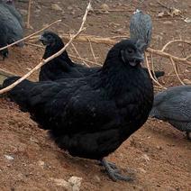 8个月散养乌鸡老母鸡（五黑一绿品种）支持视频电联