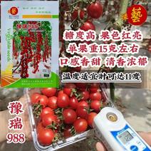 豫艺番茄种子豫瑞988诚信经营品质保证出芽率高欢迎下单