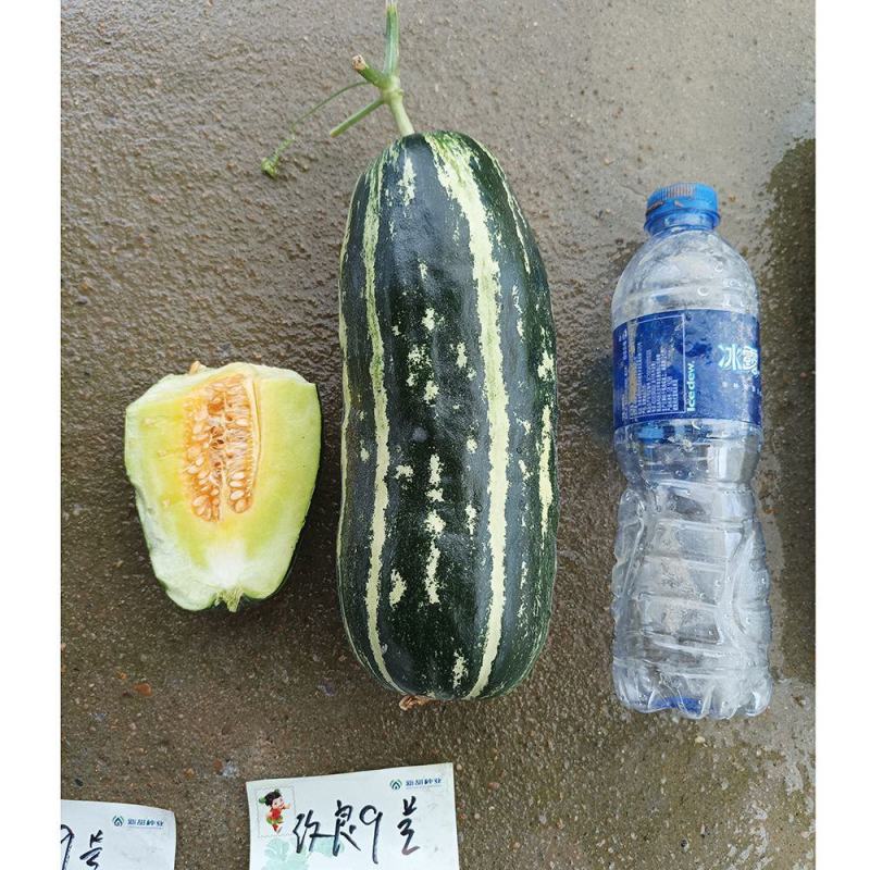 新甜9号薄皮杂交甜瓜种子厚肉黄绿色果肉酥脆种籽香甜抗病