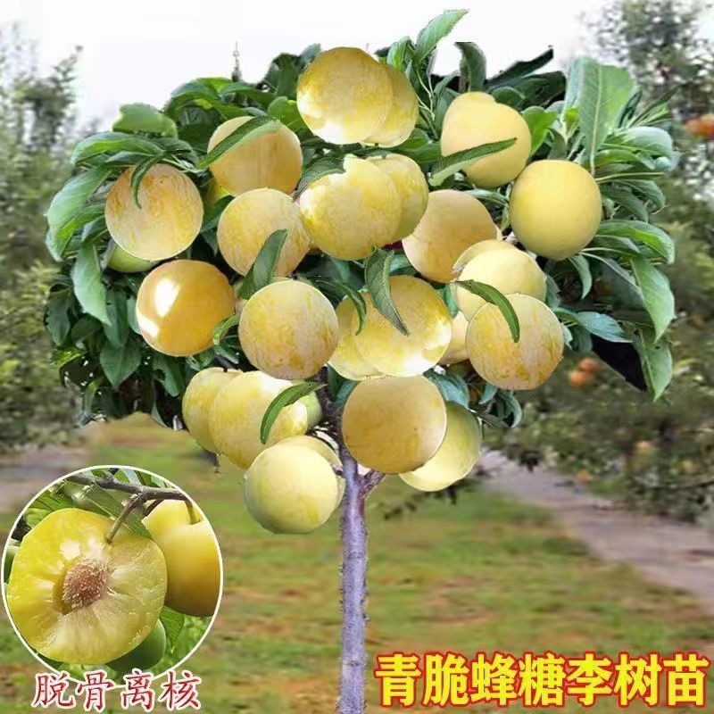 【正宗】贵州蜂糖李子树苗大量供应规格齐全欢迎采购