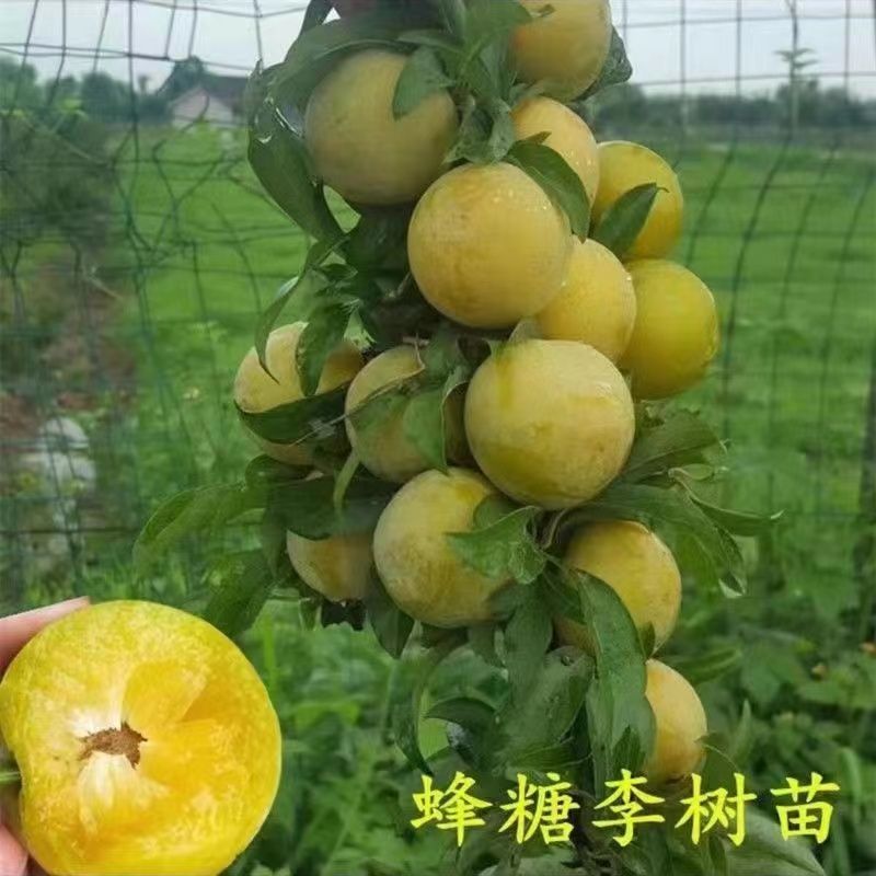 【正宗】贵州蜂糖李子树苗大量供应规格齐全欢迎采购