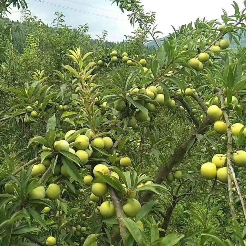 【正宗】贵州蜂糖李子树苗大量供应规格齐全欢迎采购