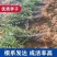 【正宗】贵州蜂糖李子树苗大量供应规格齐全欢迎采购