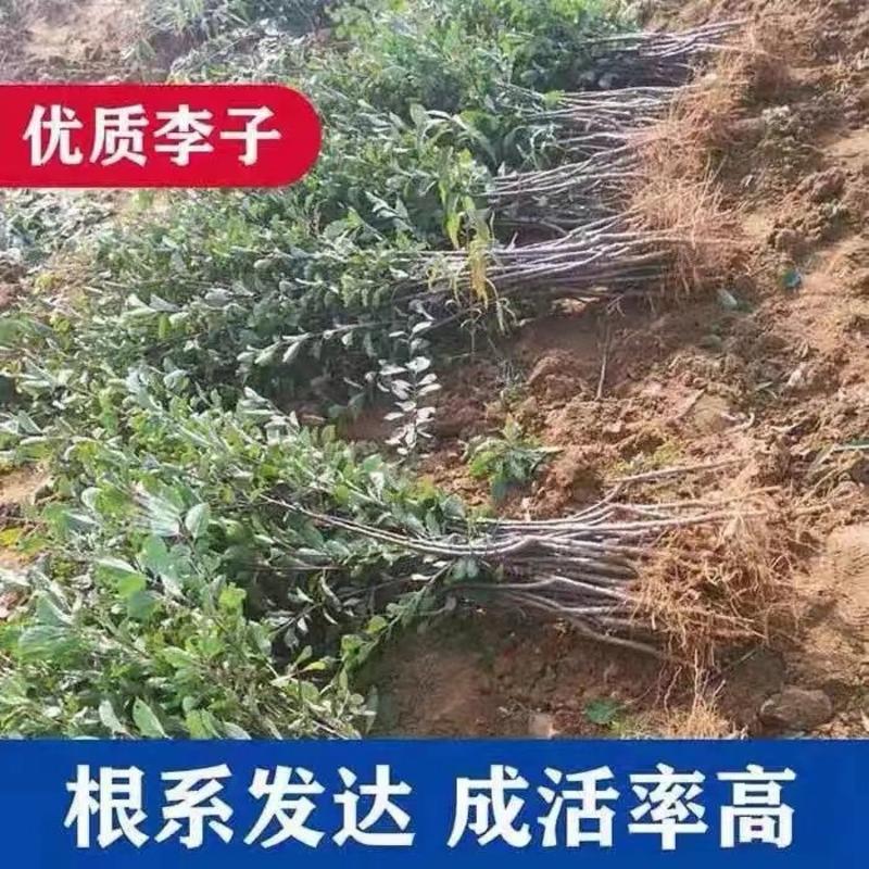 【正宗】贵州蜂糖李子树苗大量供应规格齐全欢迎采购