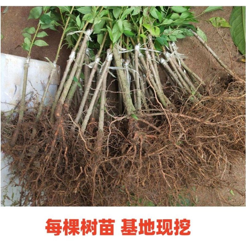 【正宗】贵州蜂糖李子树苗大量供应规格齐全欢迎采购
