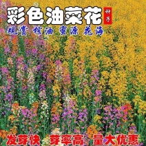 彩色油菜花种子七彩油菜籽耐寒室外庭院景观花海花草种籽高产