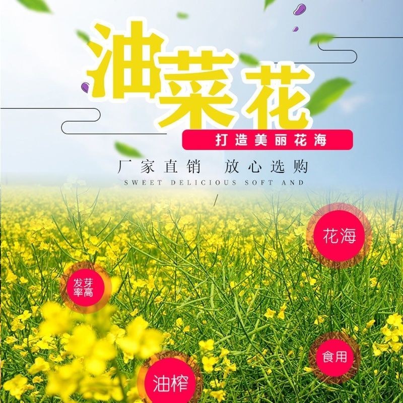 彩色油菜花种子七彩油菜籽耐寒室外庭院景观花海花草种籽高产