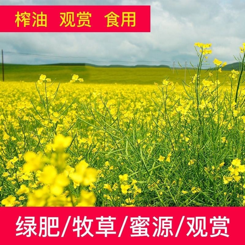 彩色油菜花种子七彩油菜籽耐寒室外庭院景观花海花草种籽高产