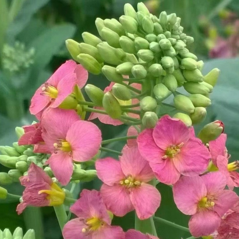 彩色油菜花种子七彩油菜籽耐寒室外庭院景观花海花草种籽高产