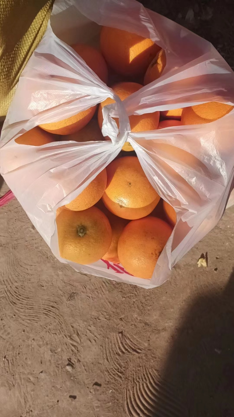冰糖橙糖度高产地发货价格优势可视频看货