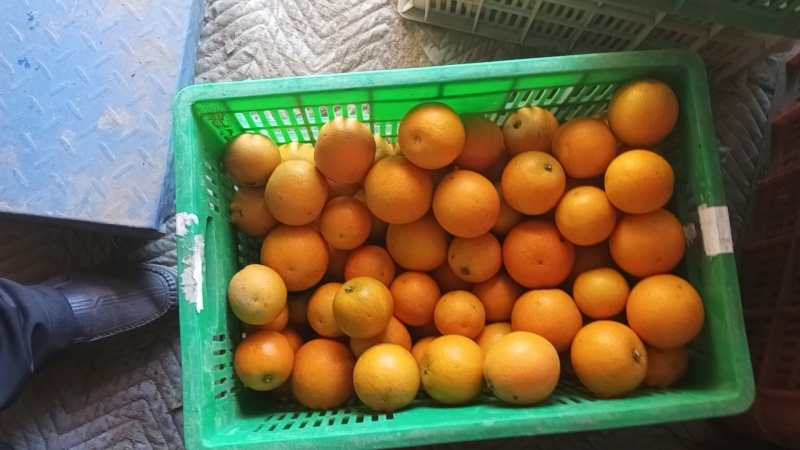 冰糖橙糖度高产地发货价格优势可视频看货