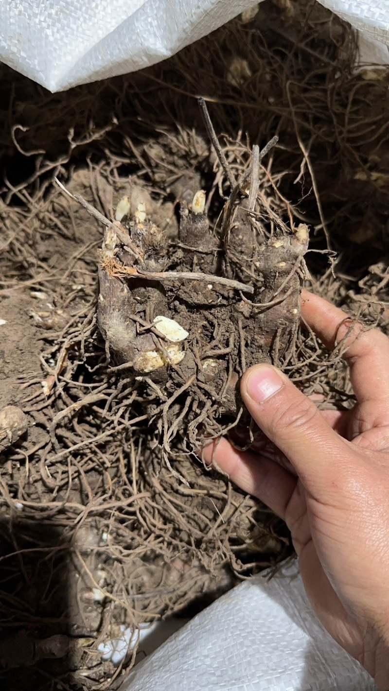 中药材北苍术块茎苍术芽头朱砂点苍术块。
