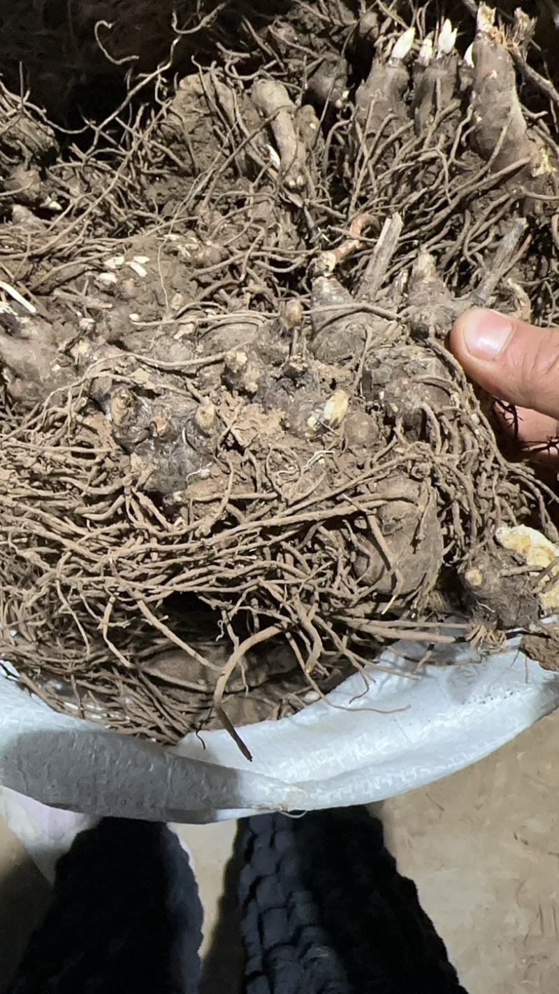 中药材北苍术块茎苍术芽头朱砂点苍术块。