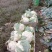 贵州松花菜基地一手货源市场超市电商量优先全国发货欢迎下单