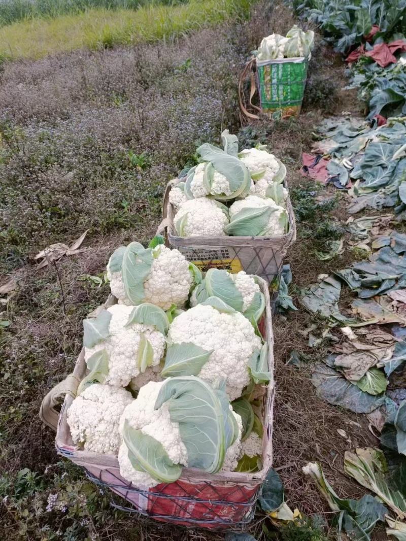 贵州松花菜基地一手货源市场超市电商量优先全国发货欢迎下单