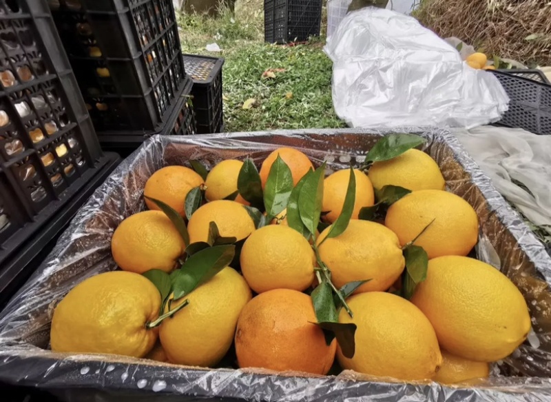 福建精品脐橙，货源充足,品质保证，欢迎大家来电咨询