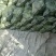 湖北精品甘蓝基地热卖中，供货面向全国各地，质量好价格低，