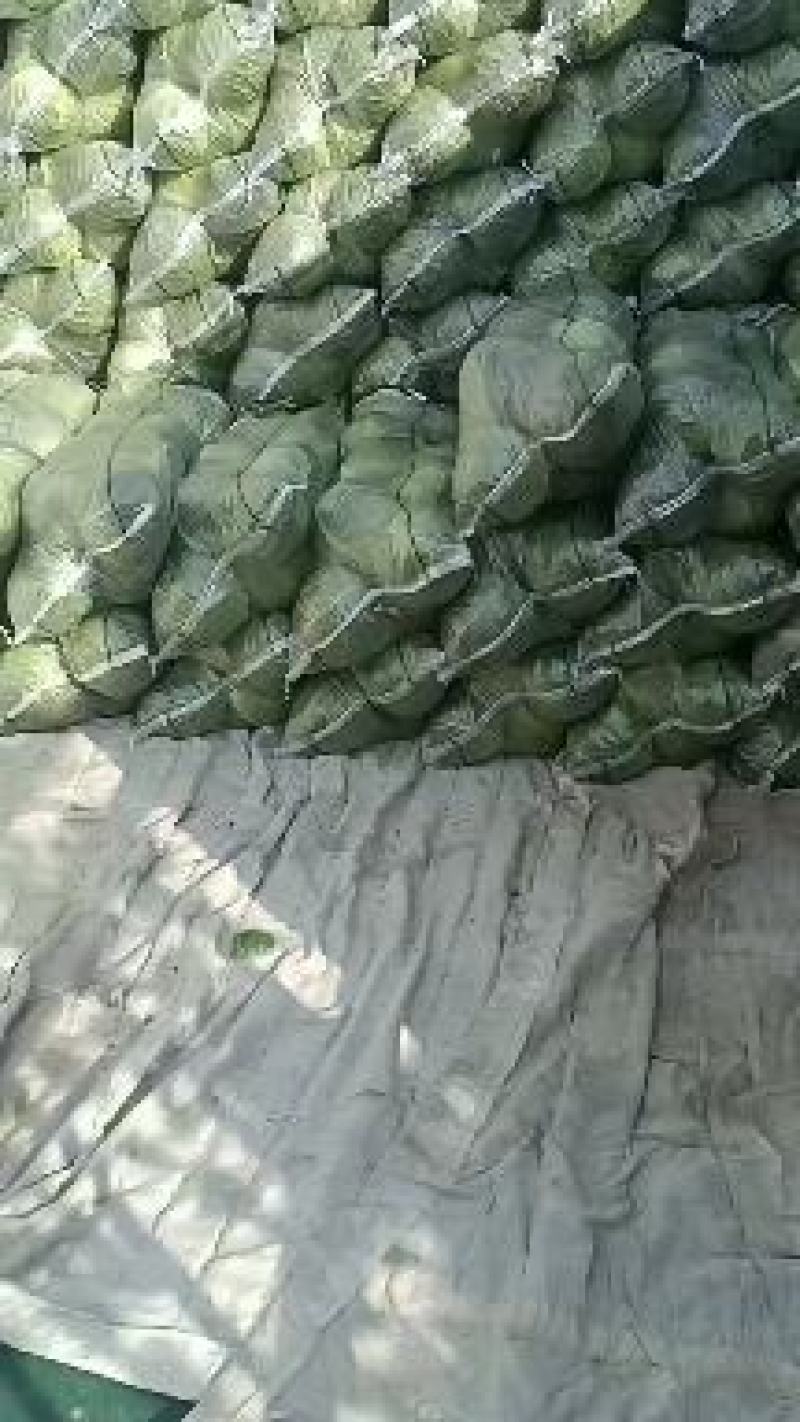 湖北精品甘蓝基地热卖中，供货面向全国各地，质量好价格低，