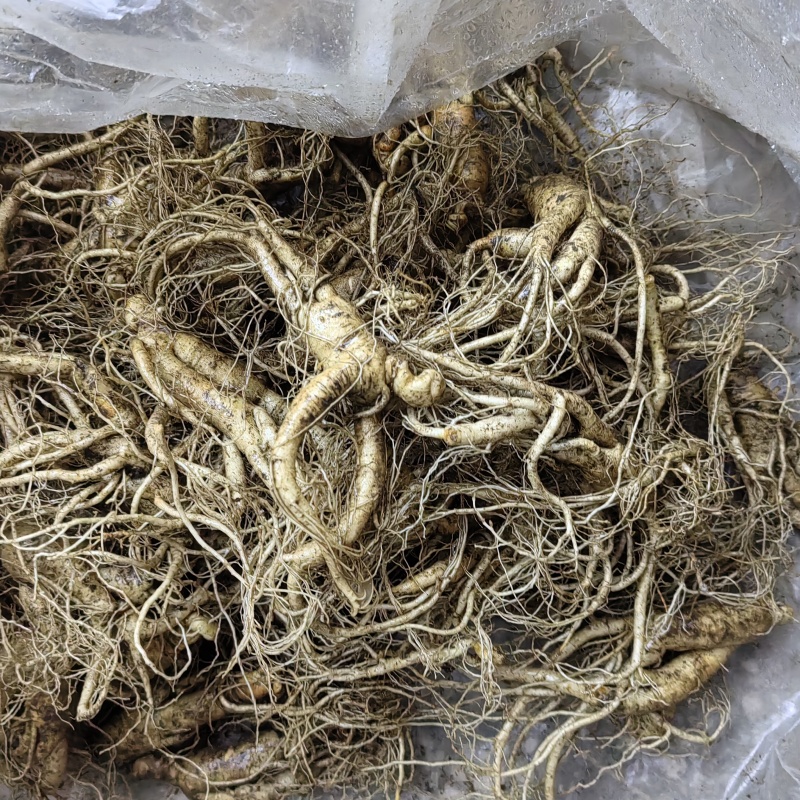 六到八年的爪子参特价产品下单前确认好货品。下单后不退不换