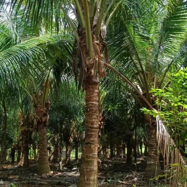 椰子树大量出售