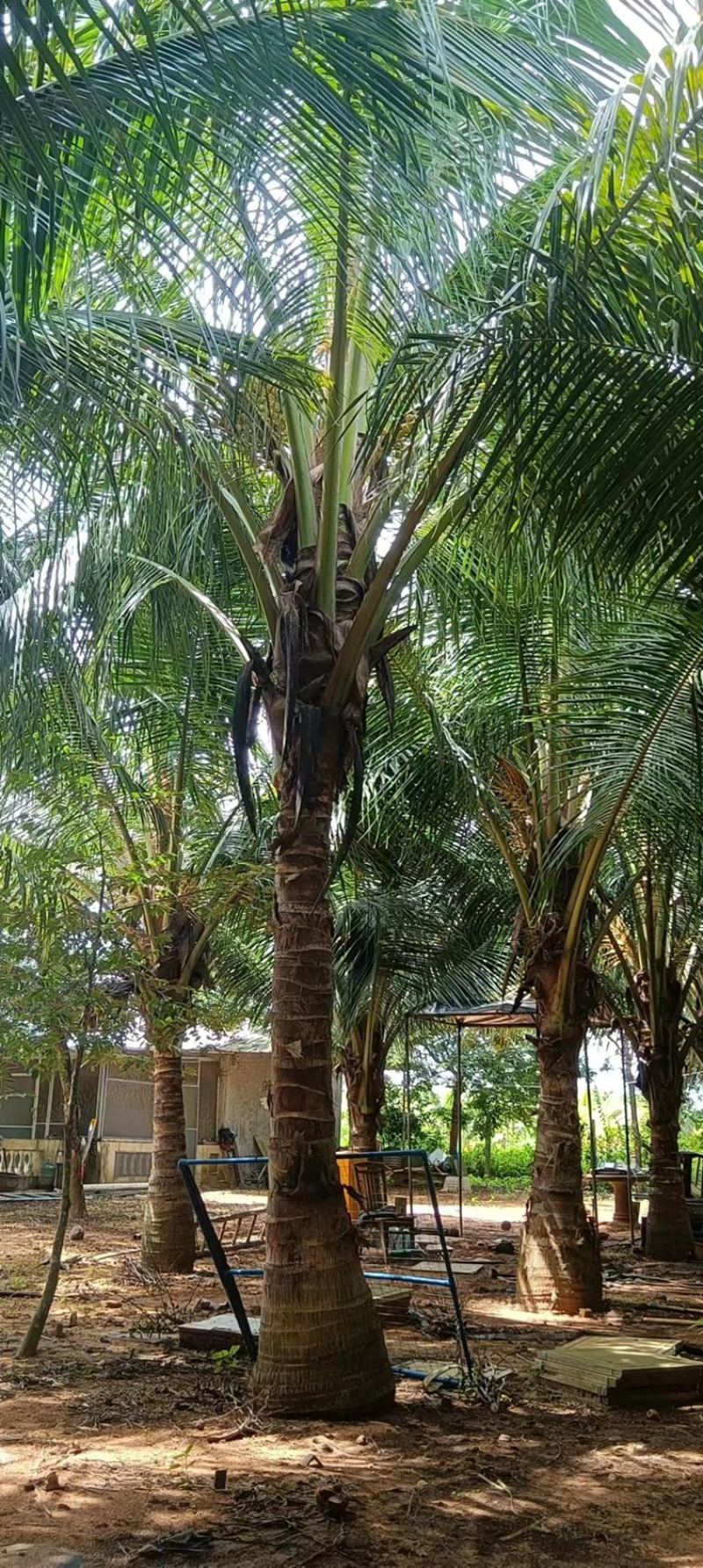 椰子树大量出售