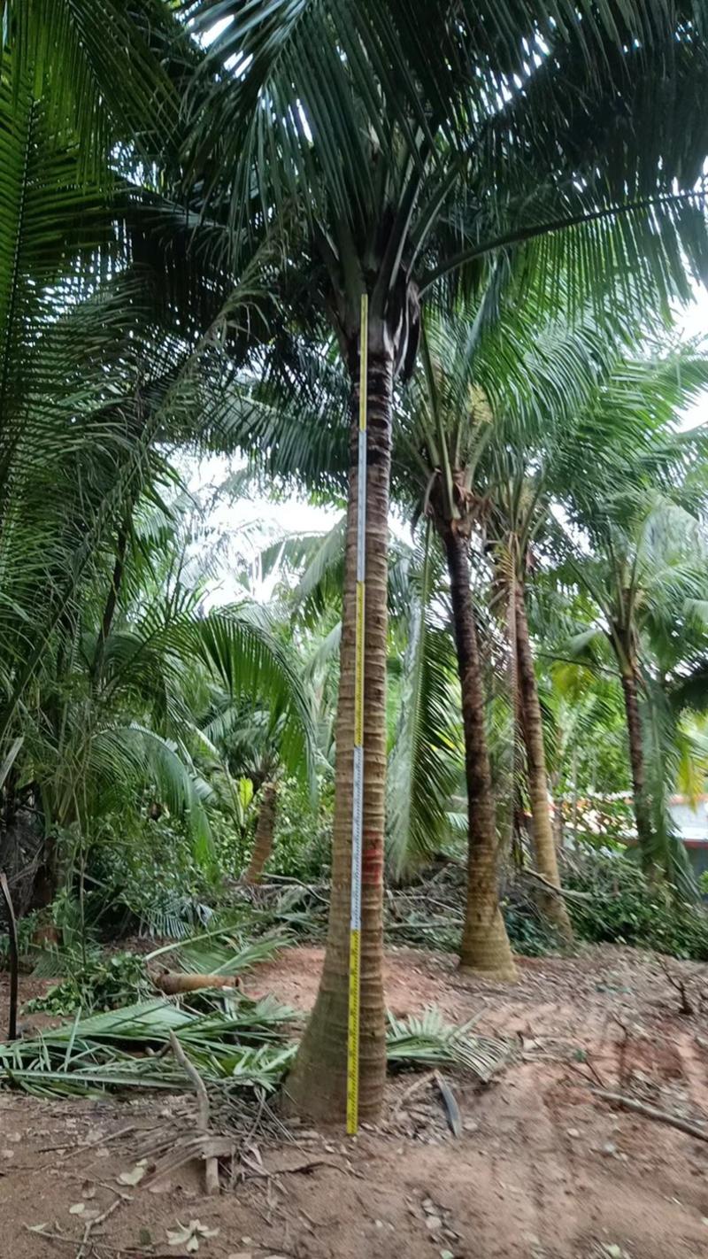 椰子树大量出售