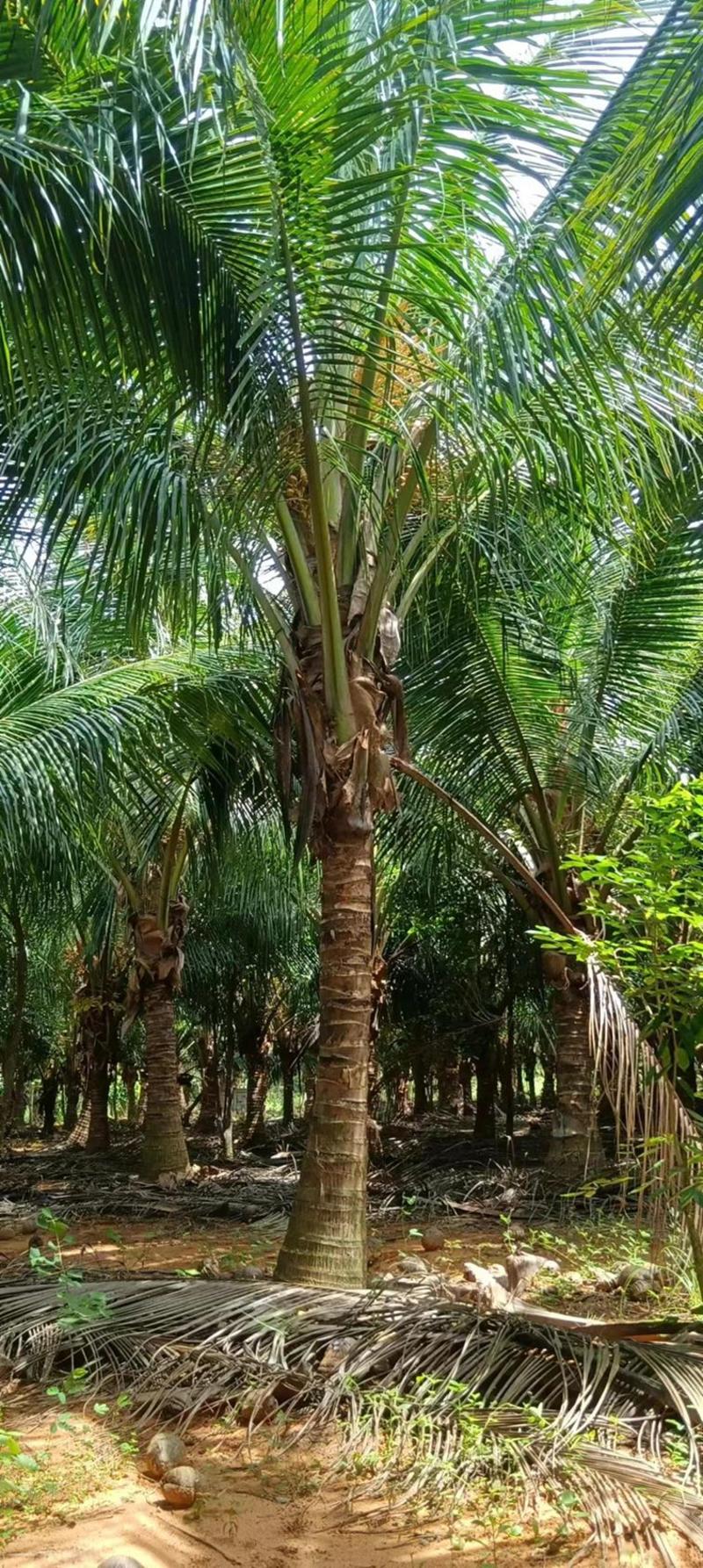 椰子树大量出售