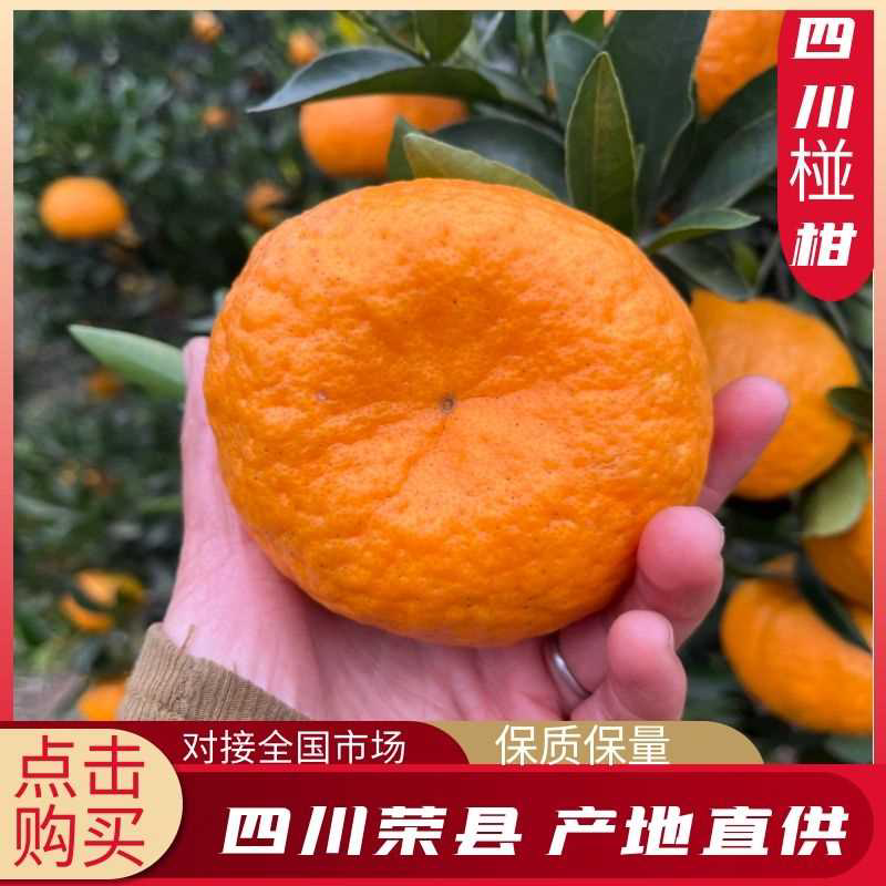 四川精品碰柑大量现货规格齐全可对接批发市场商超电商