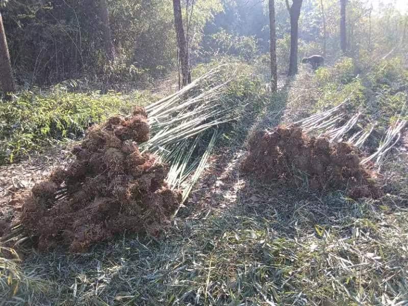 一点五公分的移植竹苗青杆，叶片漂亮