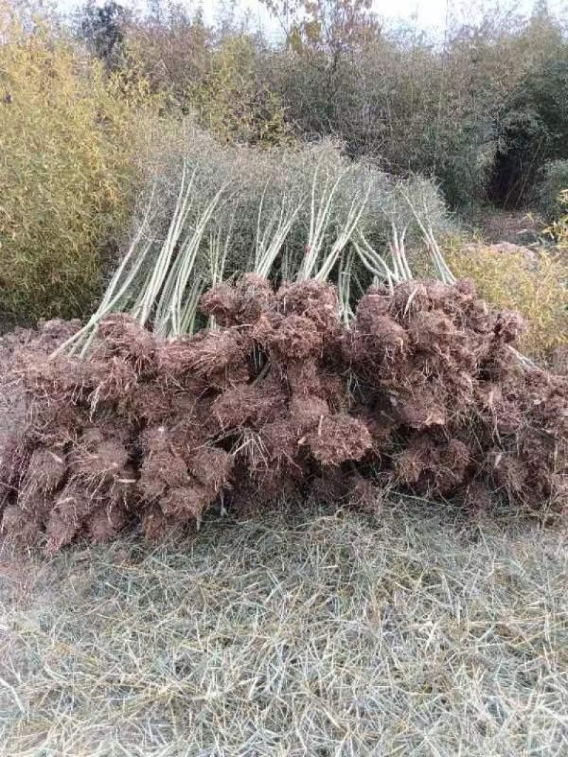 一点五公分的移植竹苗青杆，叶片漂亮