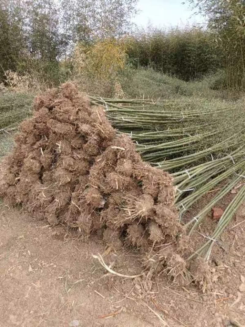 两公分移植竹苗，青杆，叶片漂亮，量大优惠
