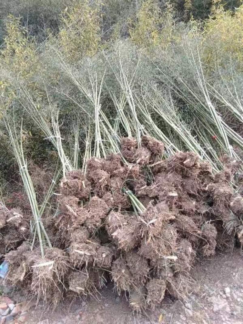 两公分移植竹苗，青杆，叶片漂亮，量大优惠