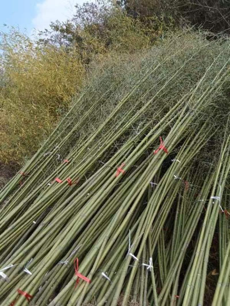 两公分移植竹苗，青杆，叶片漂亮，量大优惠