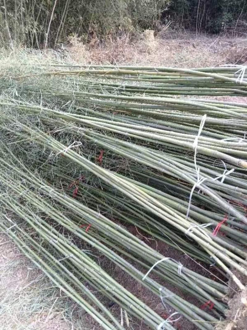 精选颖上移植竹子苗成活率高价格电议量大从优