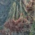 精选颖上移植竹子苗成活率高价格电议量大从优